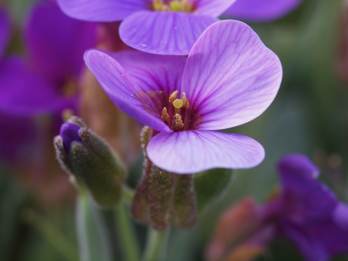 Frühling