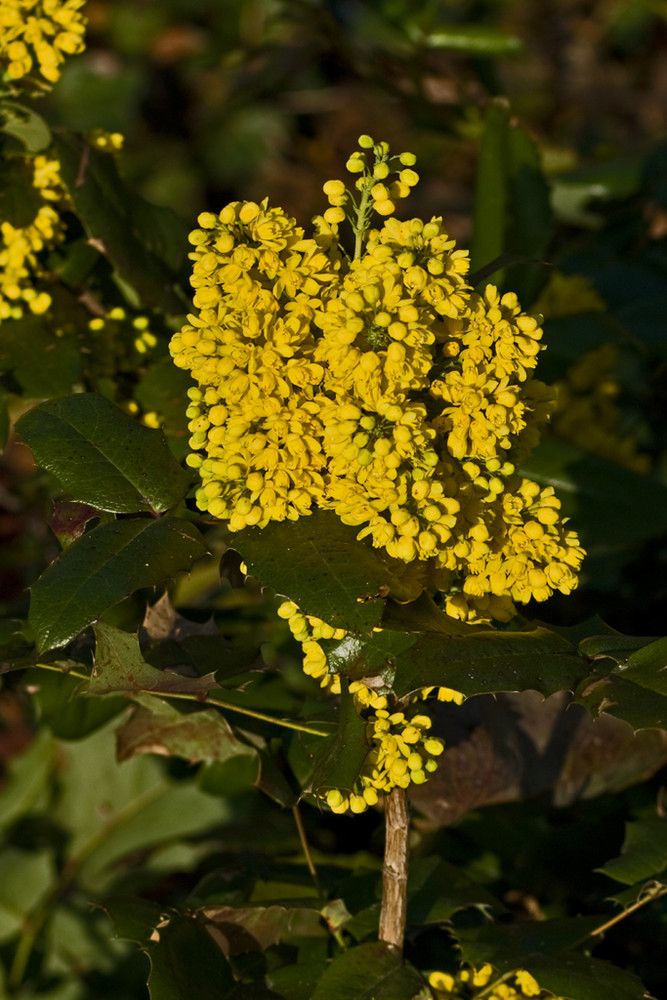 Frühling....