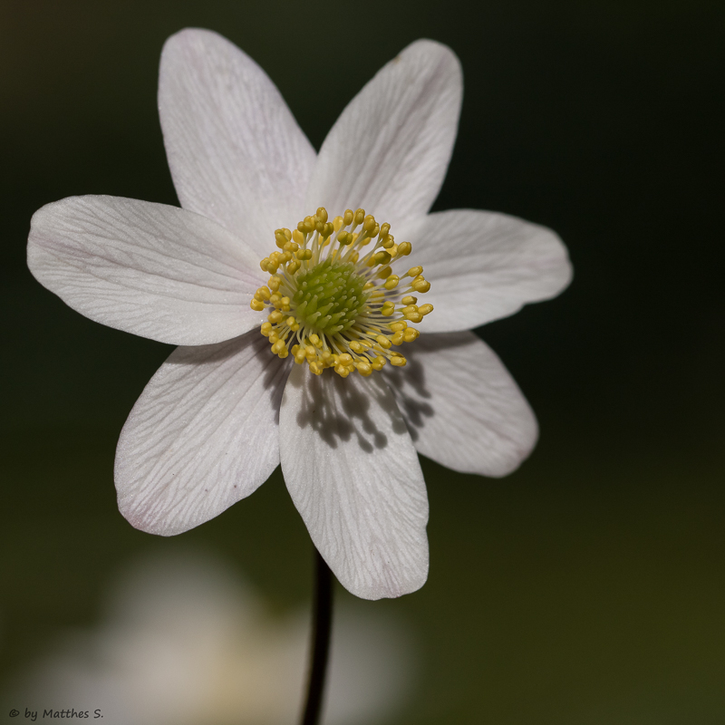 Frühling