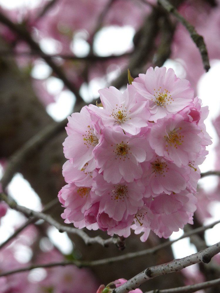 Frühling