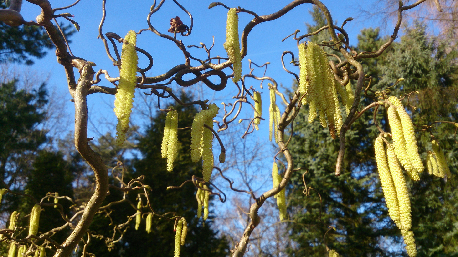 Frühling