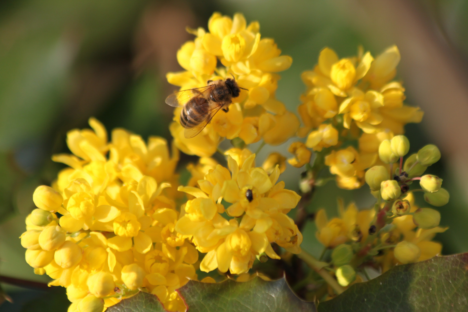 Frühling