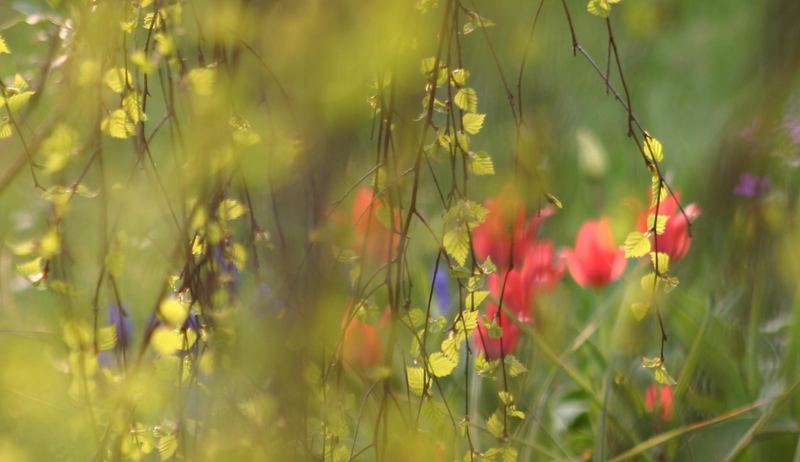 Frühling