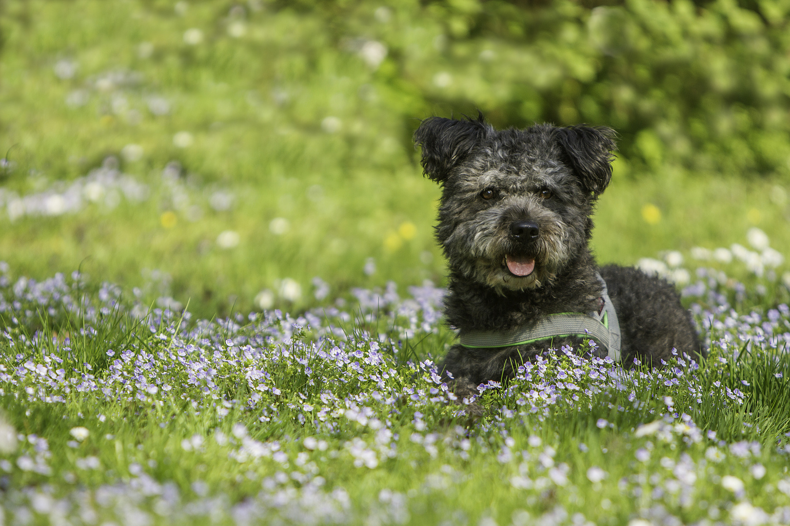 Frühling