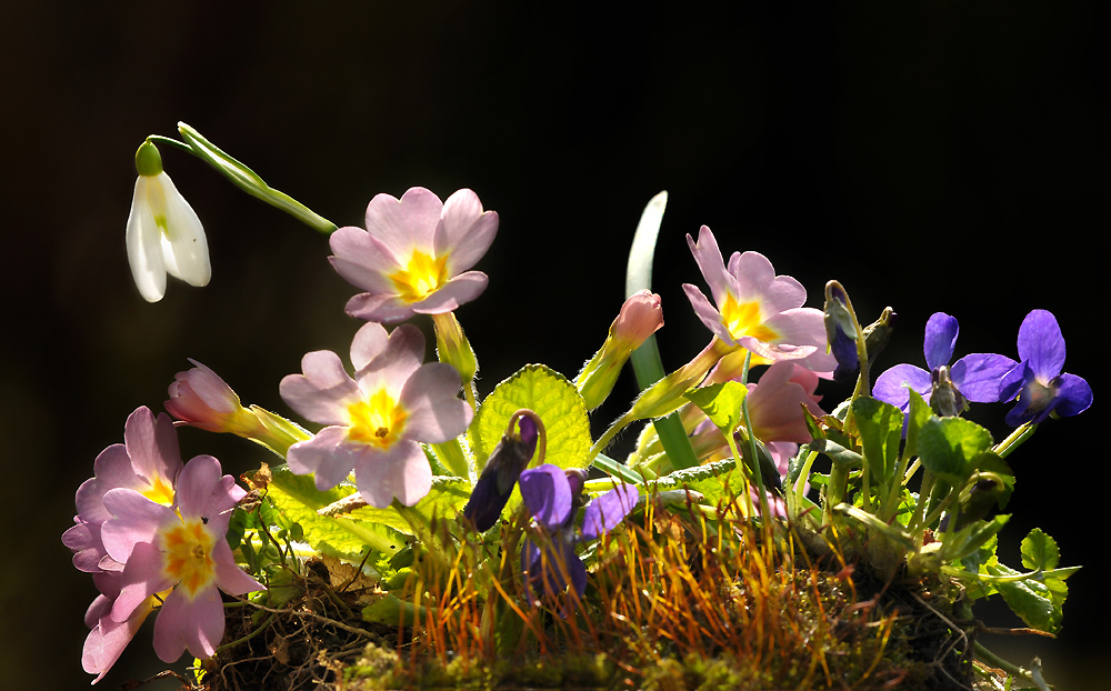 Frühling