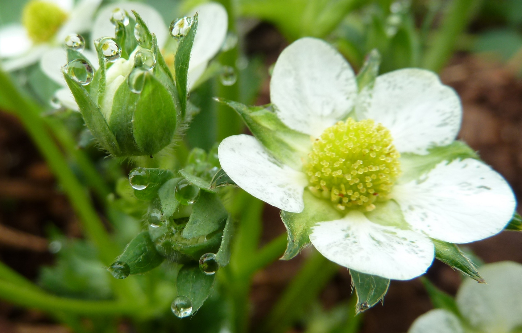 Frühling