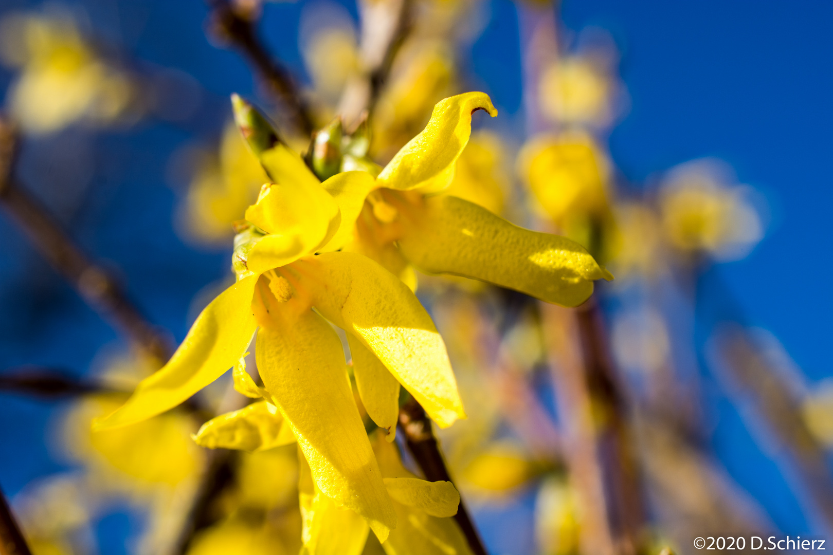 Frühling