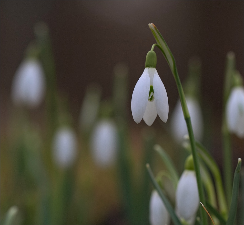 Frühling