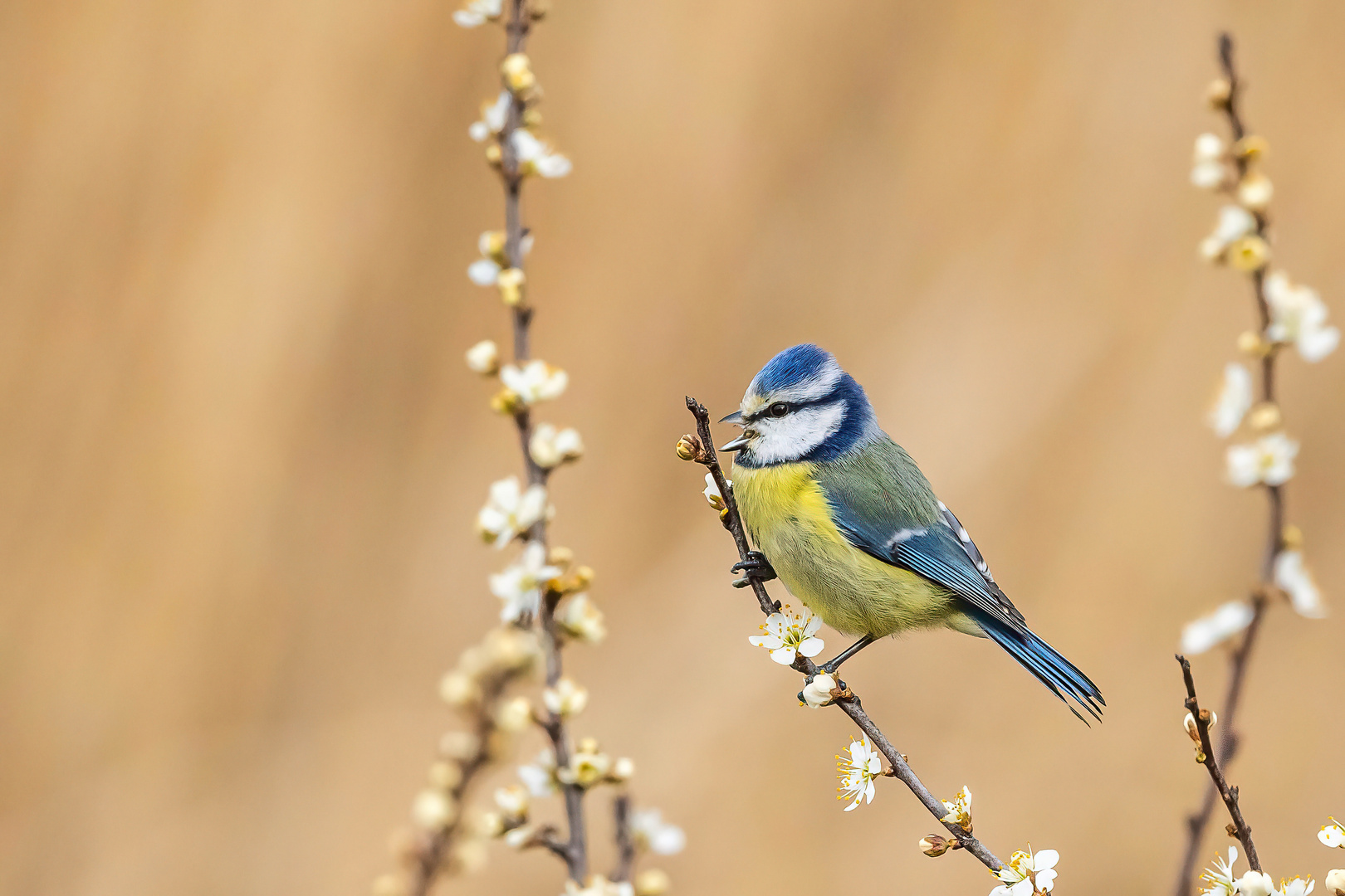 Frühling