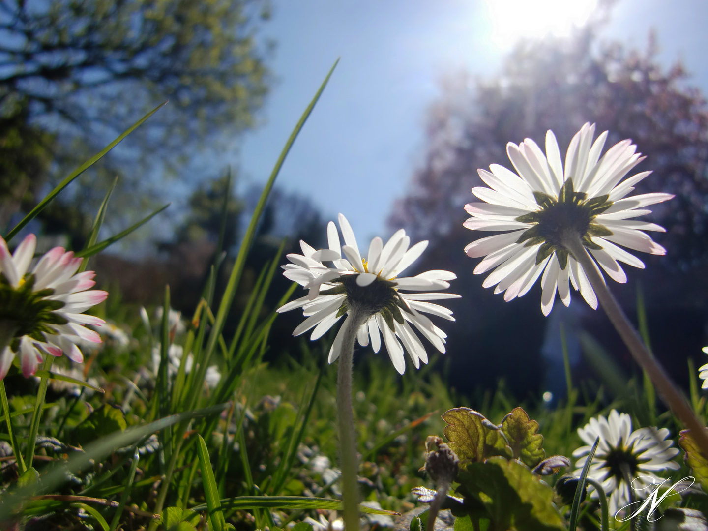 Frühling *-*