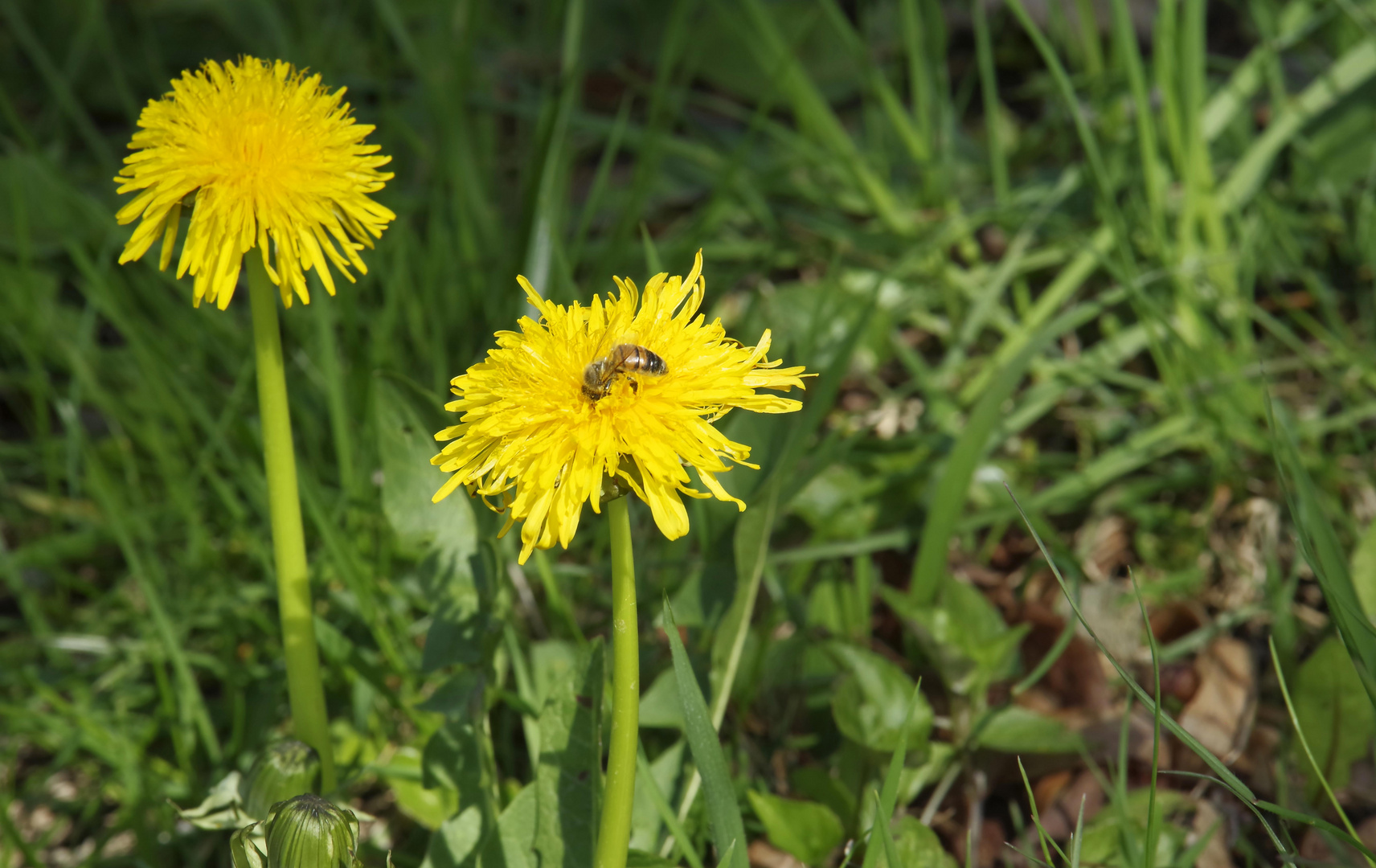 ...Frühling