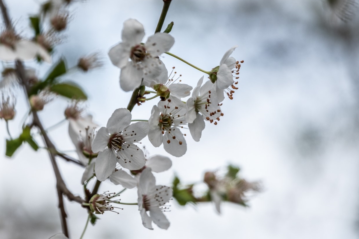 Frühling