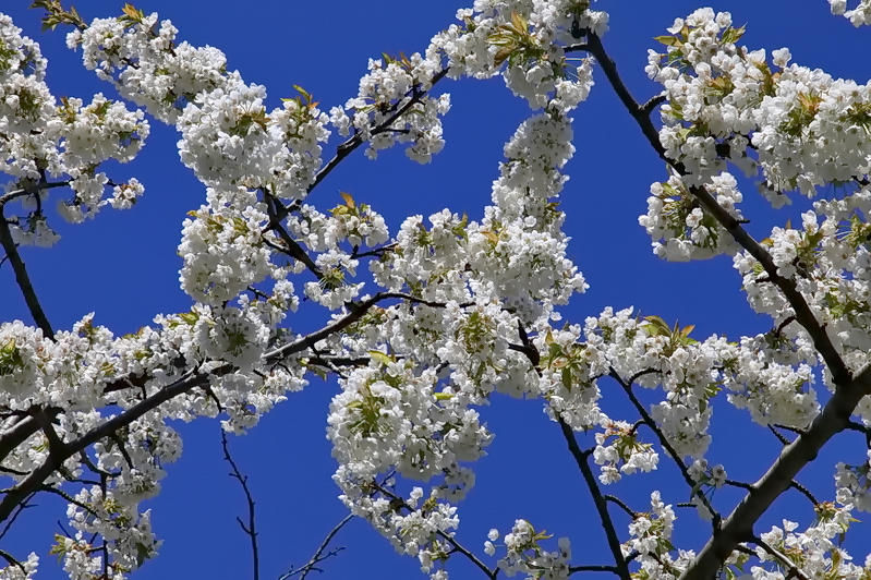 Frühling...