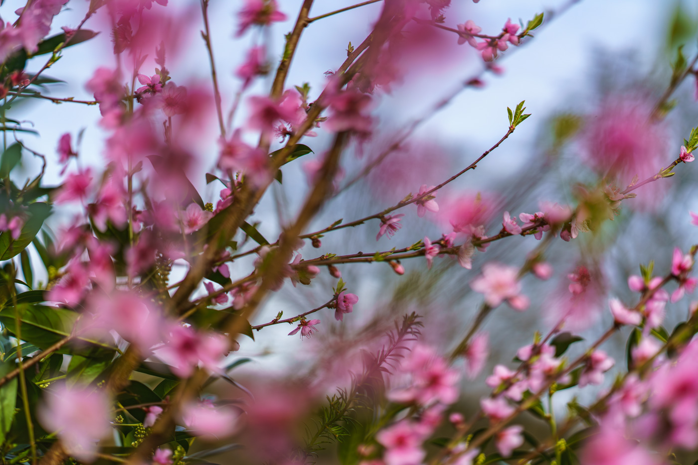 Frühling