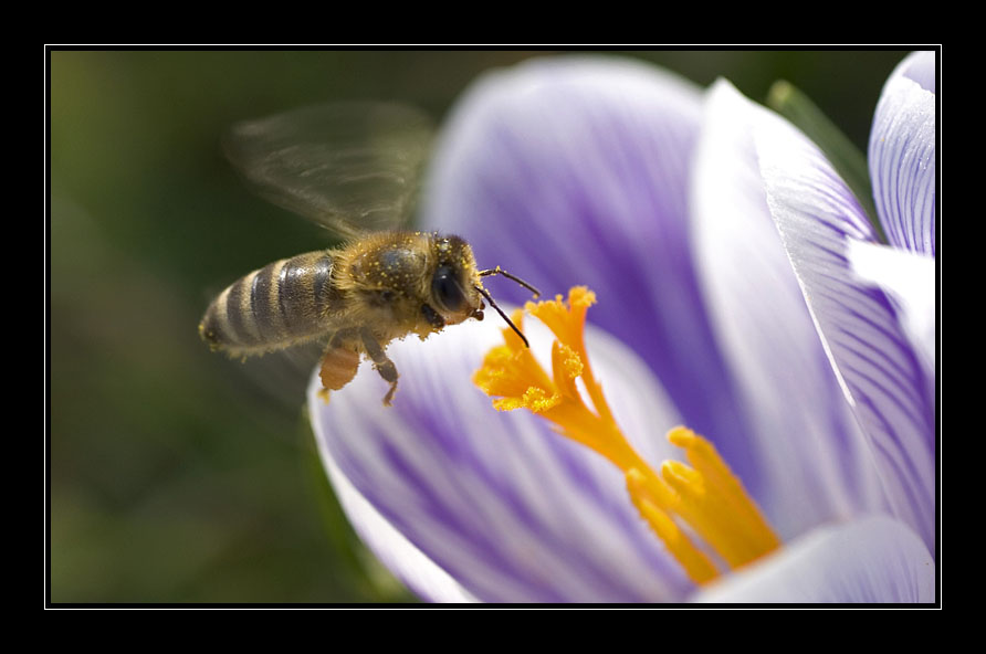 Frühling