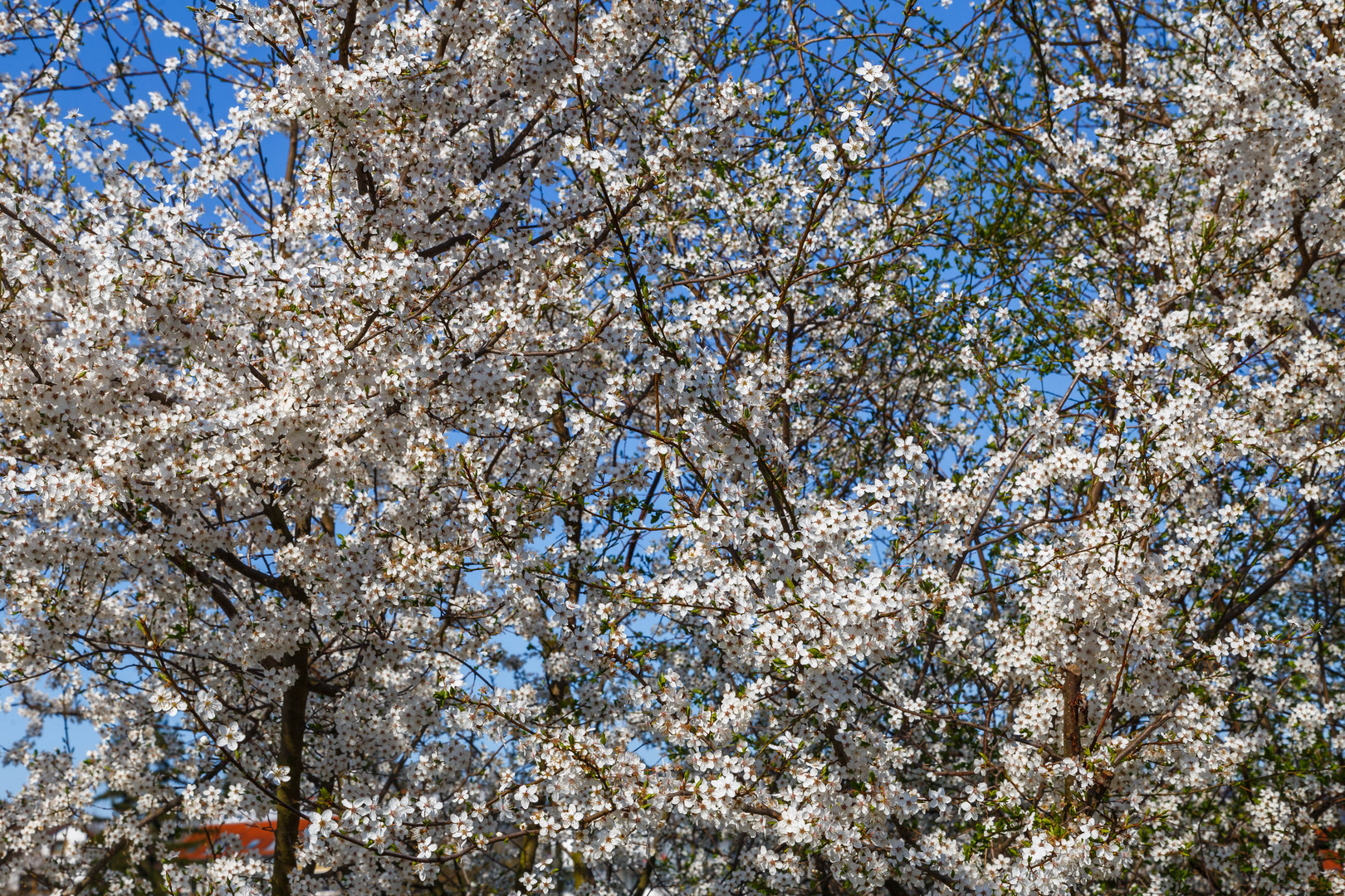 Frühling 