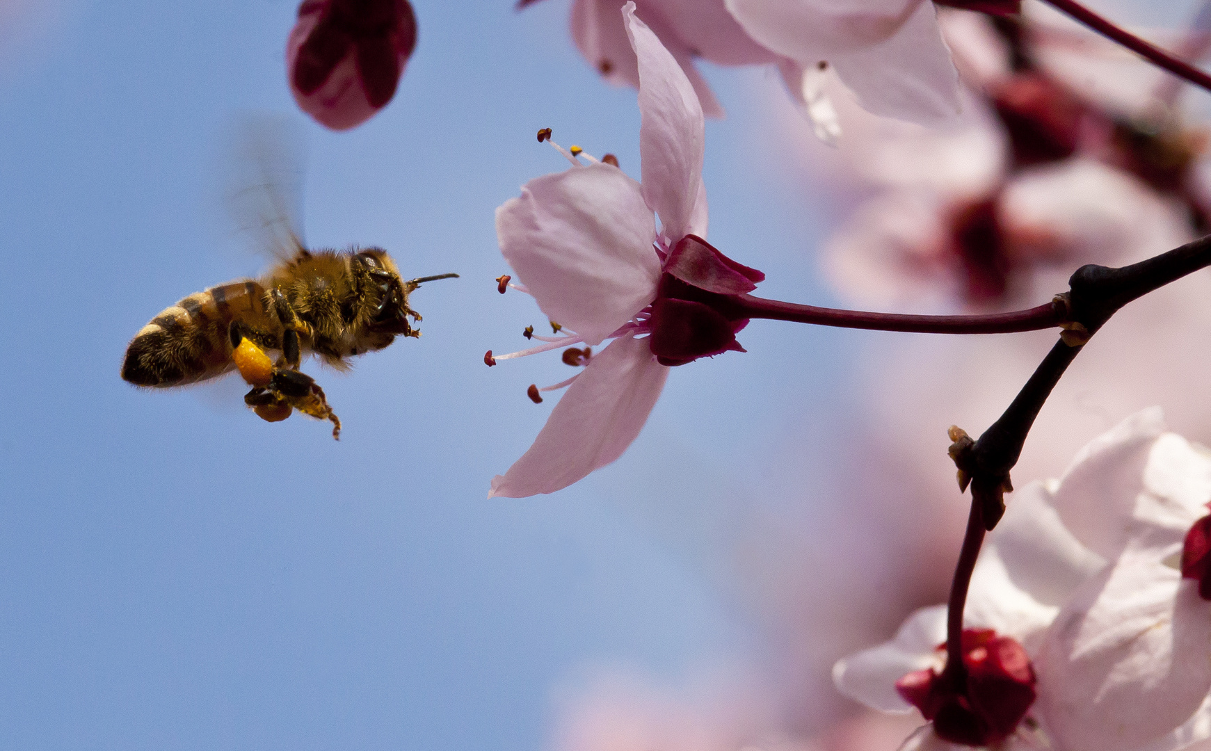 Frühling