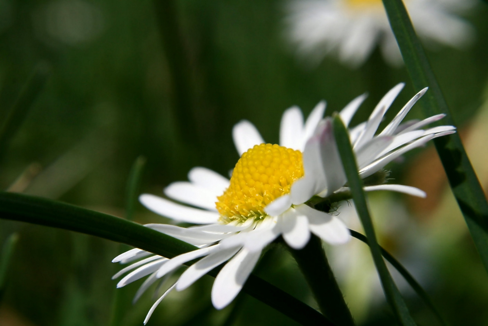 Frühling