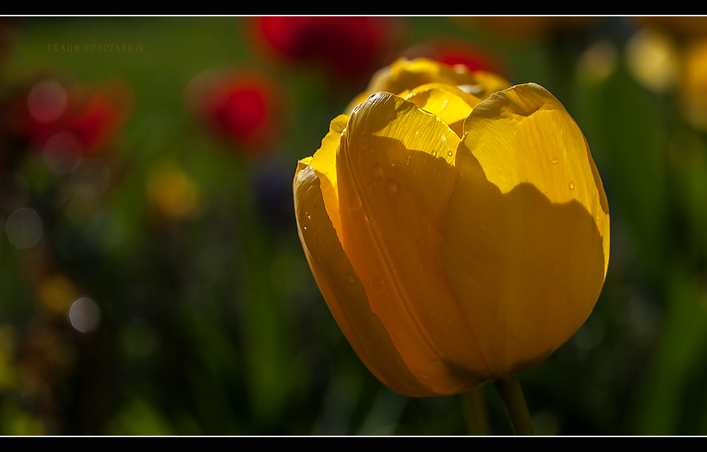 Frühling ?