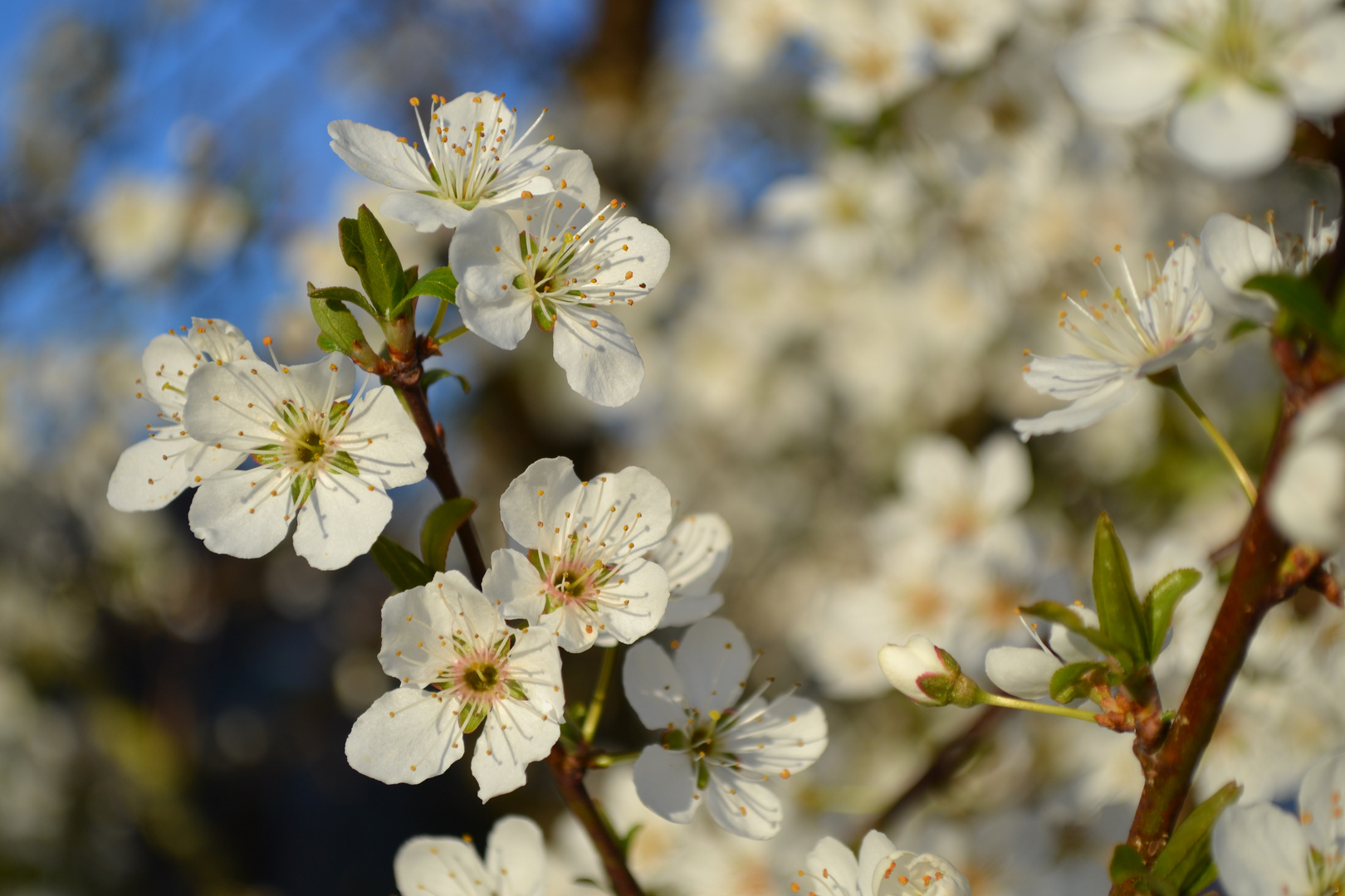 Frühling :) 