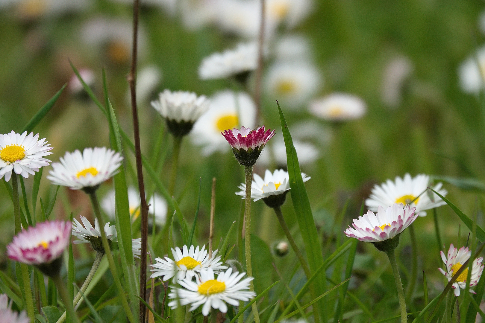 Frühling