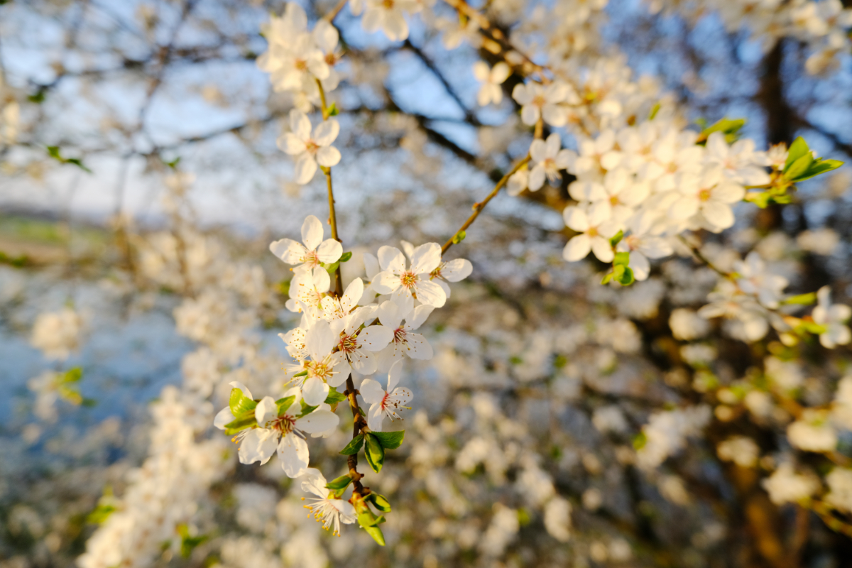 ~ Frühling ~