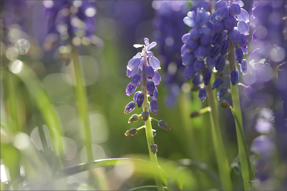 Frühling