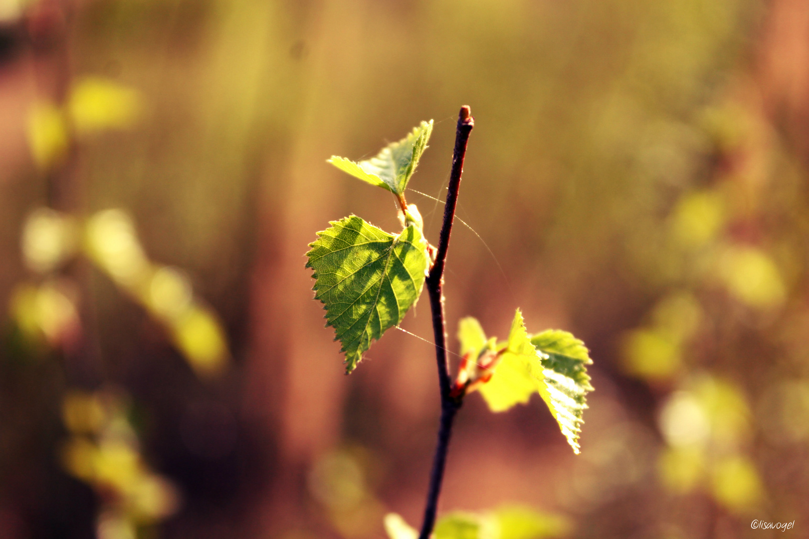 Frühling