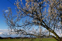 Frühling!!!!