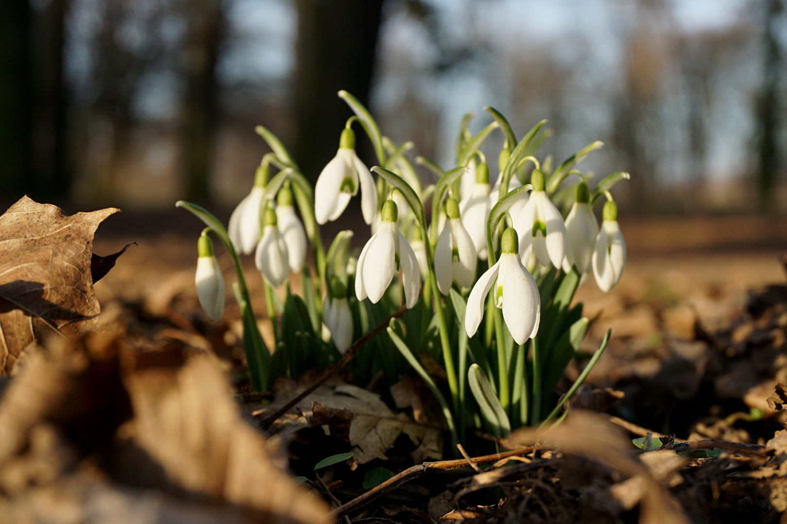 Frühling