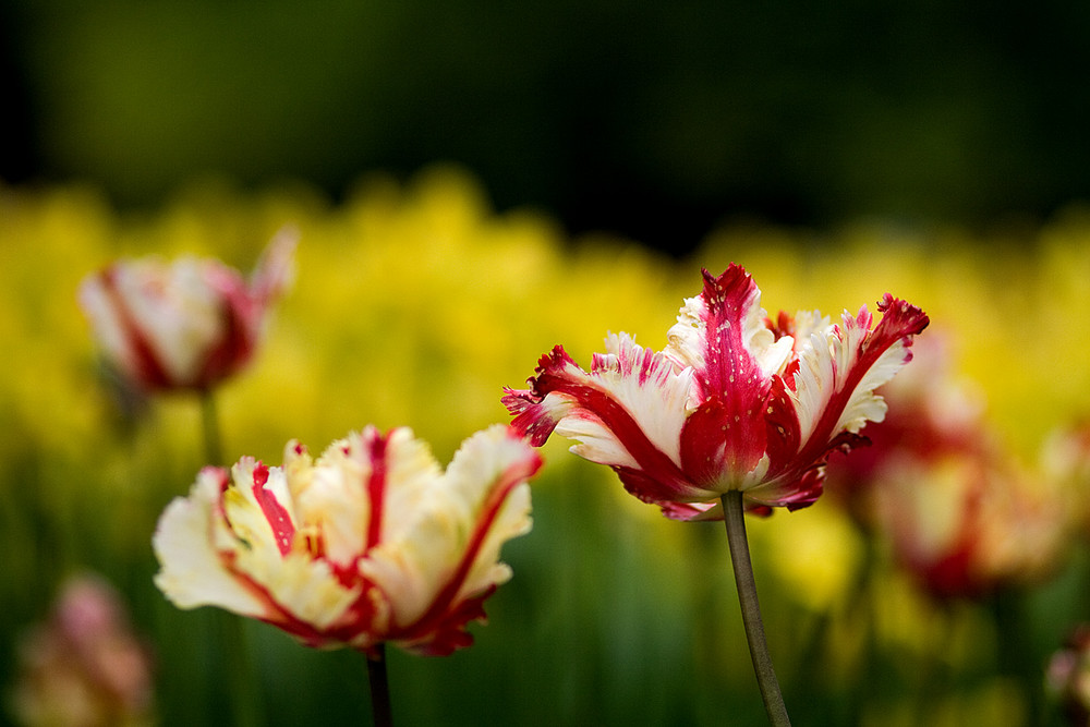 Frühling