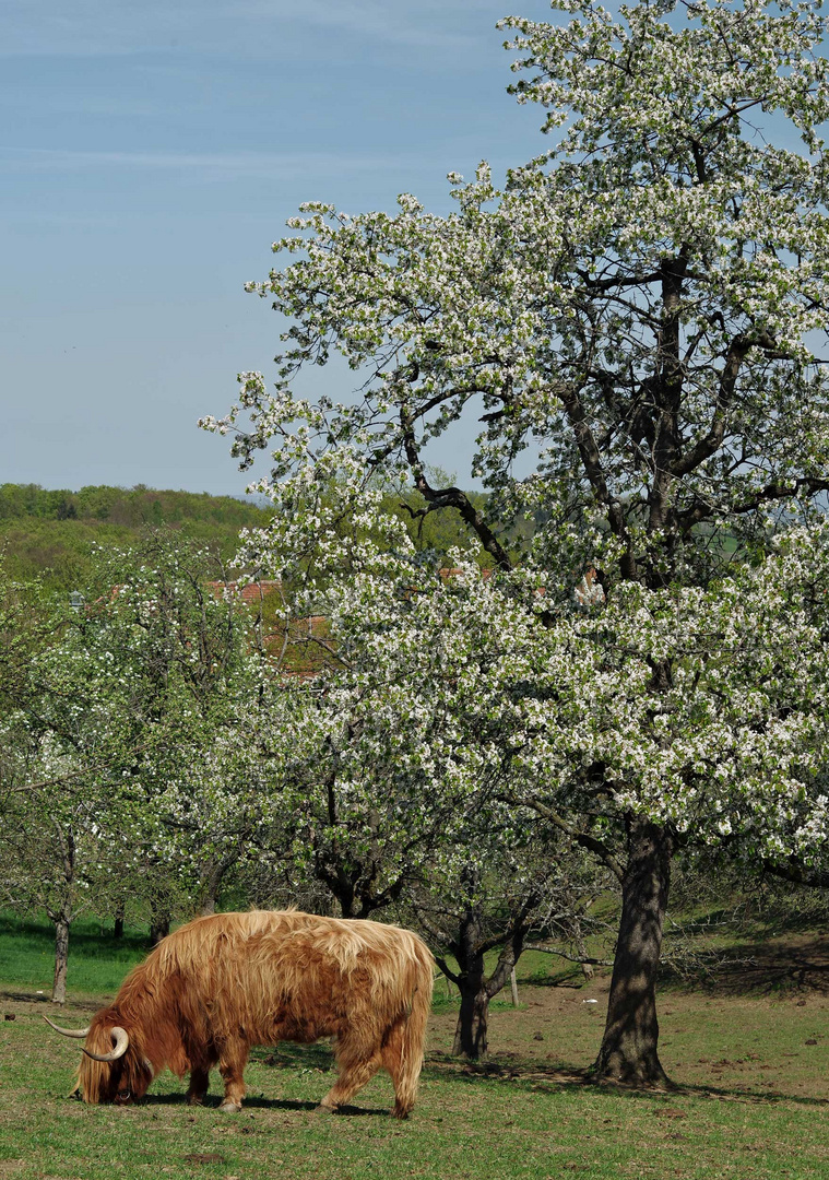 ... Frühling - Baumblüte