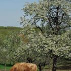 ... Frühling - Baumblüte