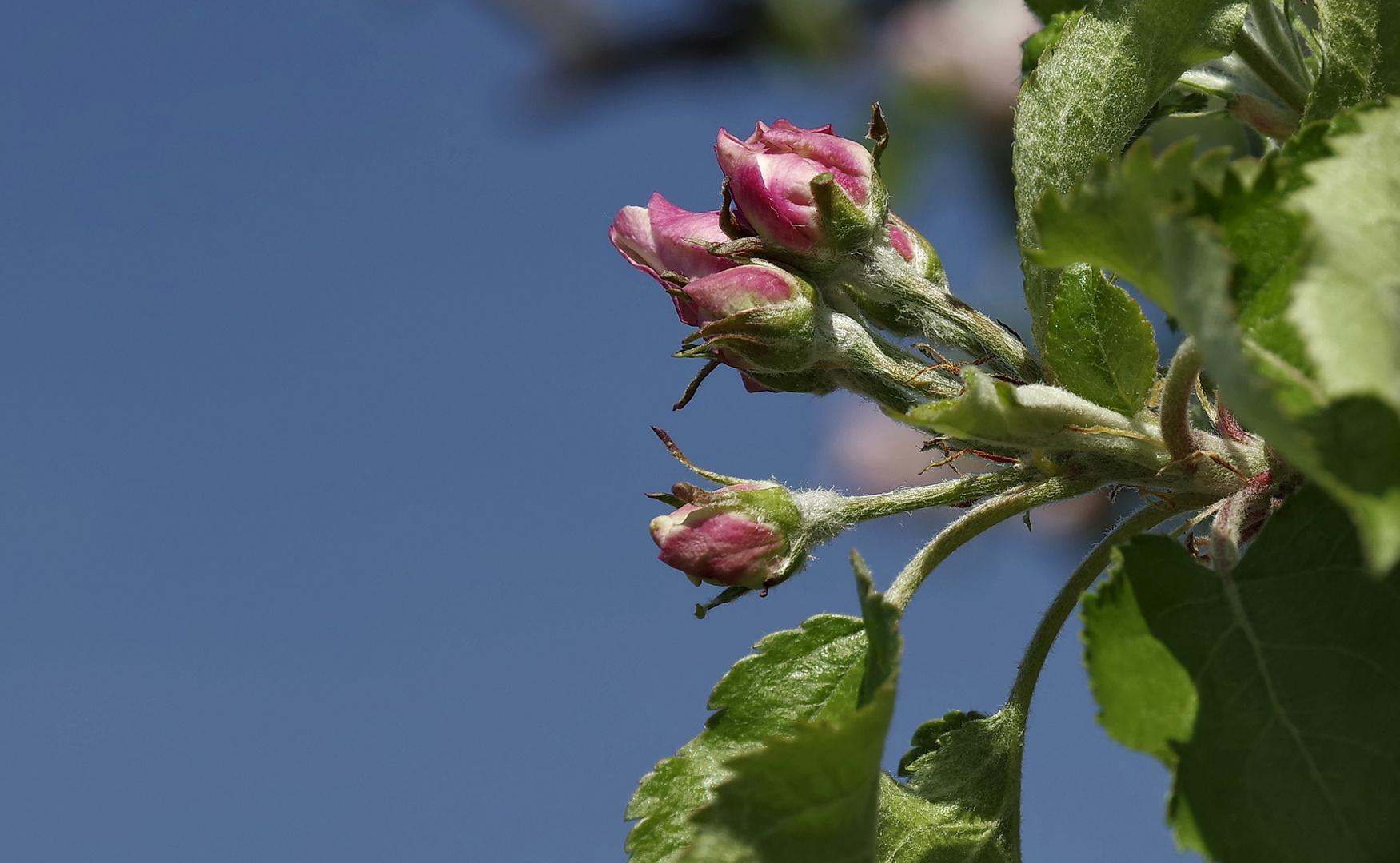 ...Frühling - Baumblüte