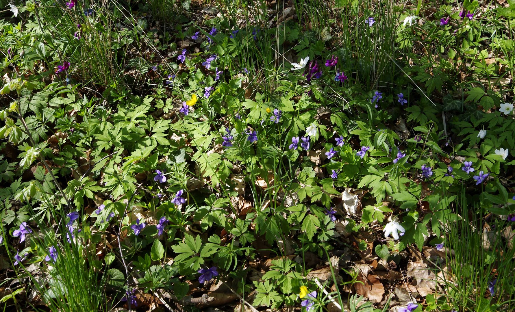 ..Frühling - Baumblüte,