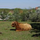 ..Frühling - Baumblüte