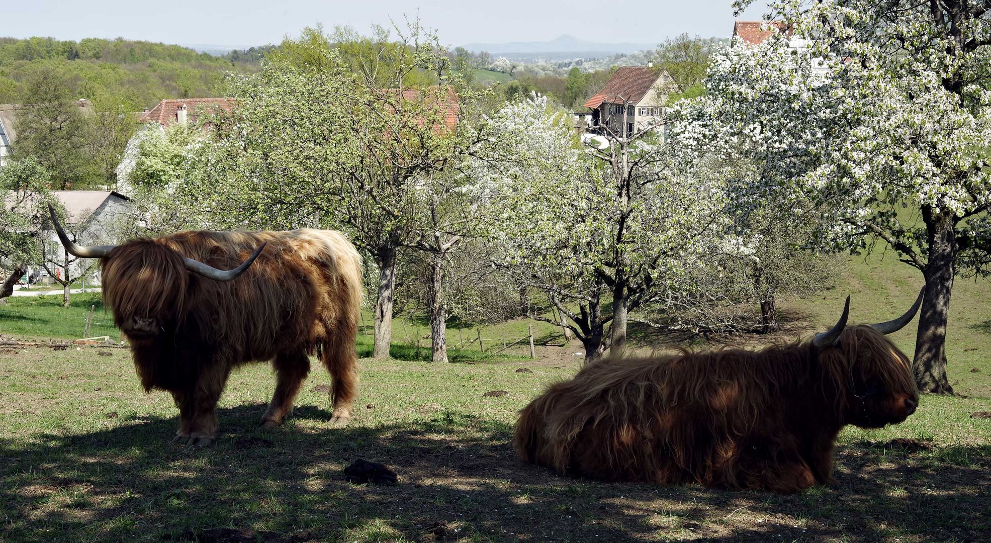 ..Frühling - Baumblüte...