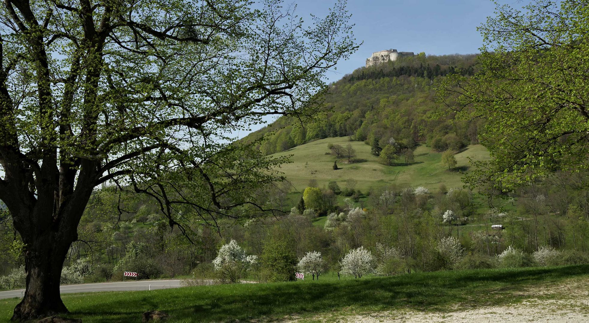 ...Frühling - Baumblüte