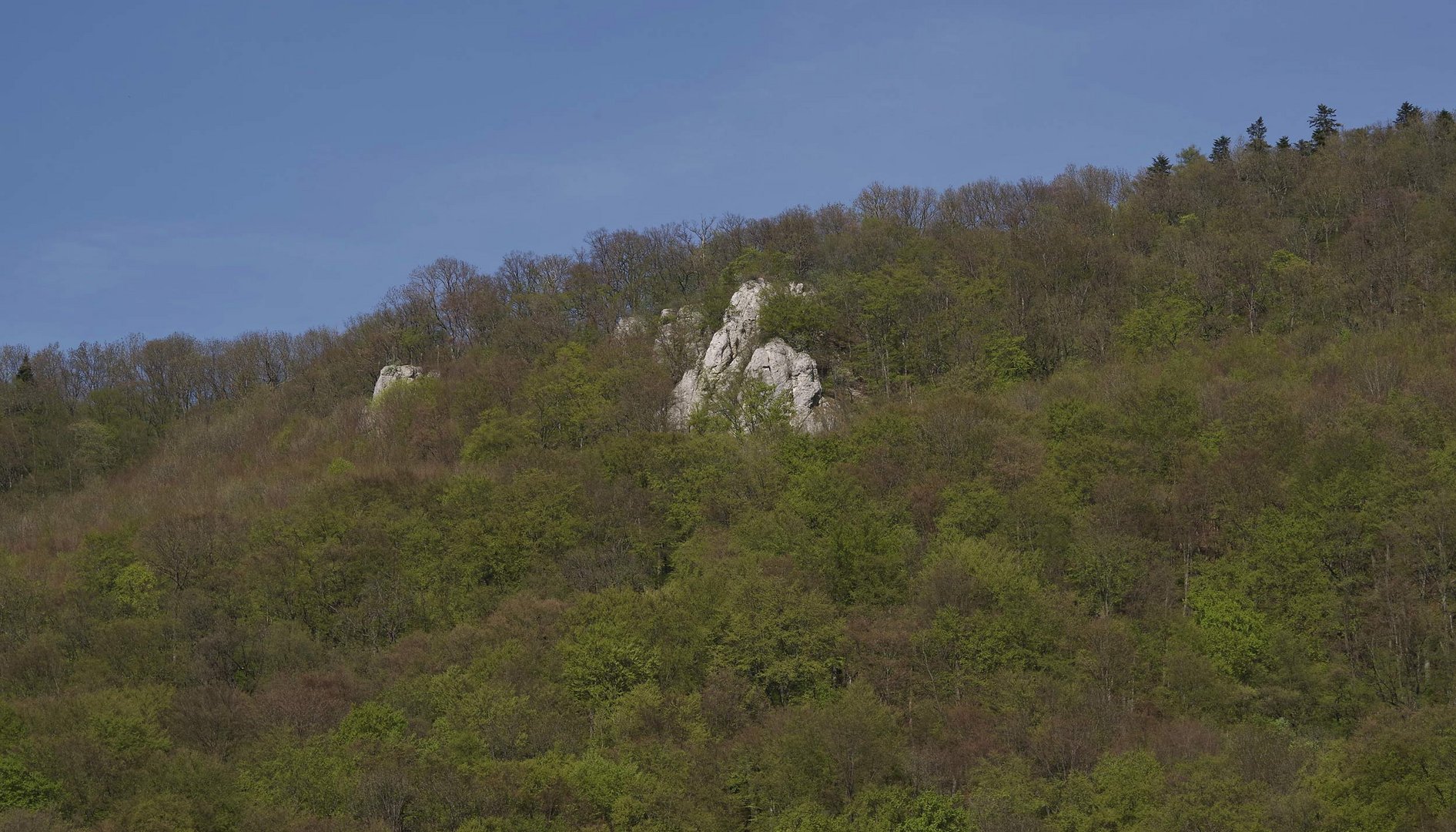 ...Frühling - Baumblüte