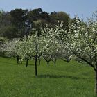 ...Frühling - Baumblüte