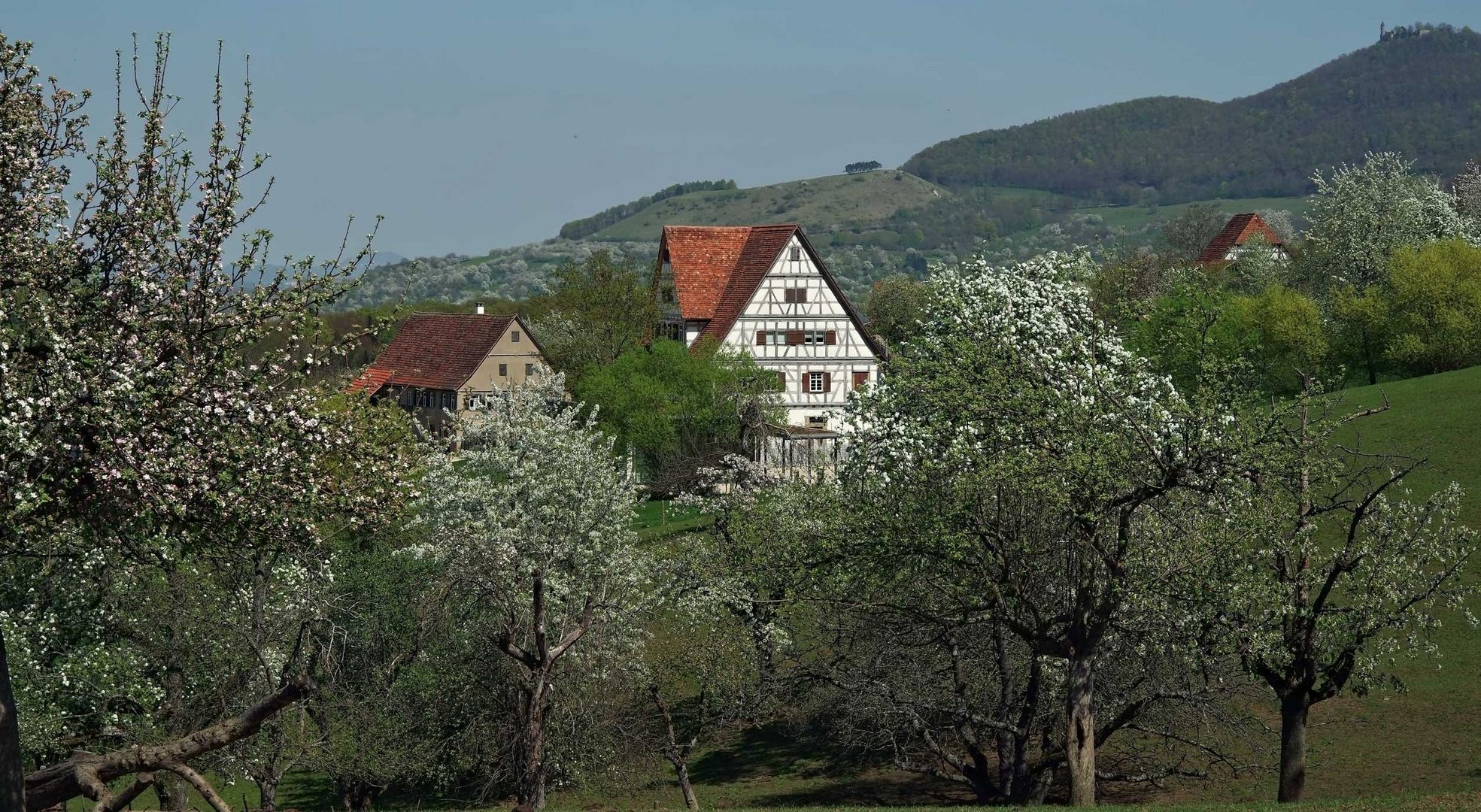 ..Frühling - Baumblüte