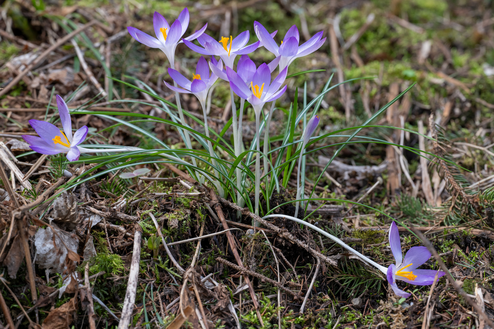 Frühling