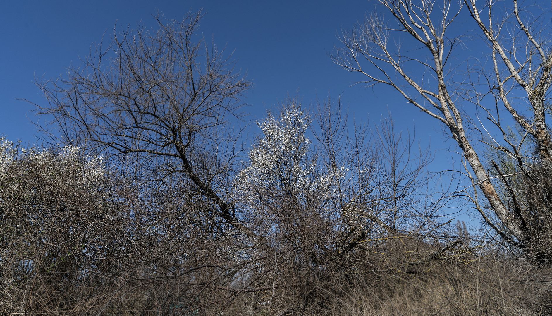 Frühling