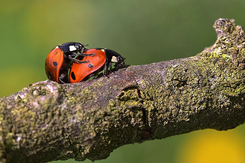 Frühling Foto & Bild | natur, tiere, wildlife Bilder auf fotocommunity