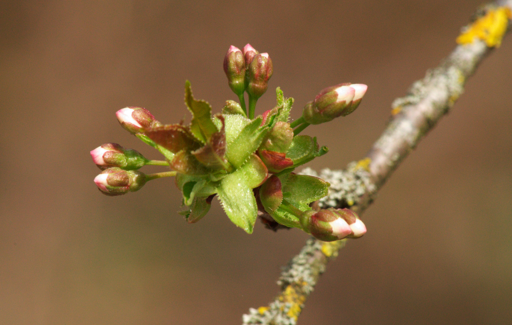 Frühling