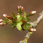 Frühling