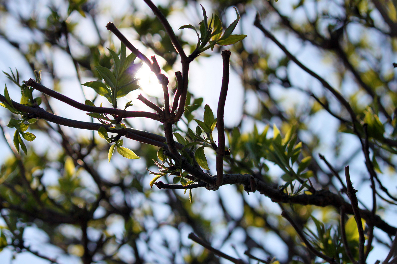 Frühling