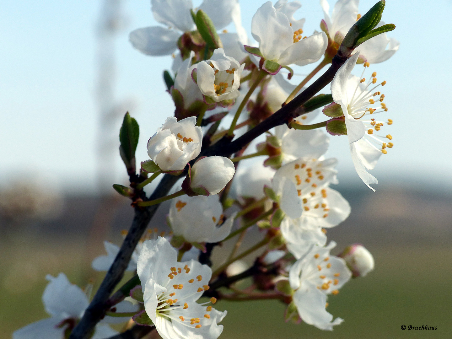 Frühling