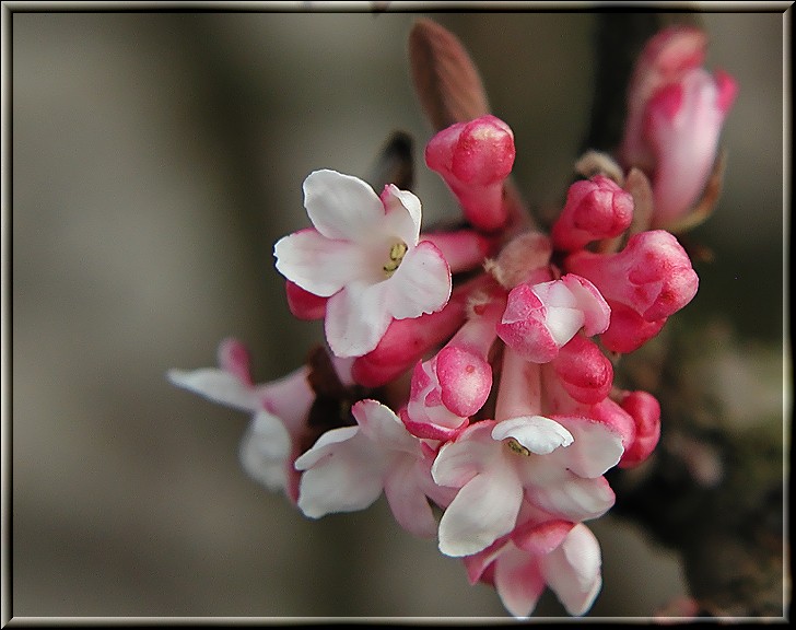 frühling