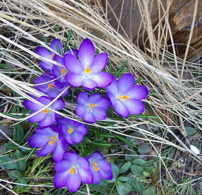 Frühling!